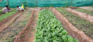 Garden Program