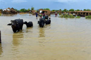 FLOOD 2020 in SINDH