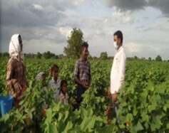 Making the rounds of the cotton fields