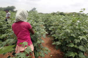 Girl working in cotton field