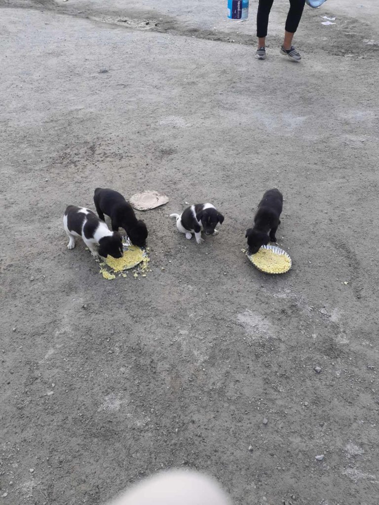 Help Us To Build Animal Treatment Centre in Nepal