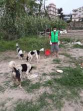 "Feeding to Street dogs program"