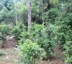 Plantation