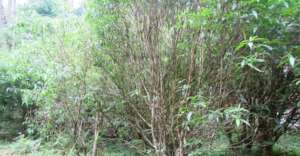Planted grown in forest