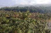 Plant tree for contributing to the Environment