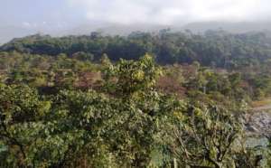 Plant tree for contributing to the Environment