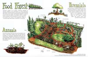 Food Forest Diagram
