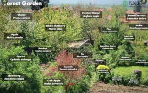 Forest Garden Layout