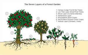 The 7 Layers of a Forest Garden