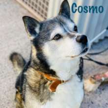Cosmo - an 11 year old Husky cross