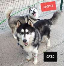 Oreo and Cookie - we need to rehome them together!