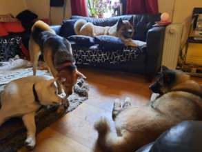 Volunteer Catherine Woods' amazing Akita family