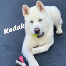Kodak - only 10 months old and already abandoned