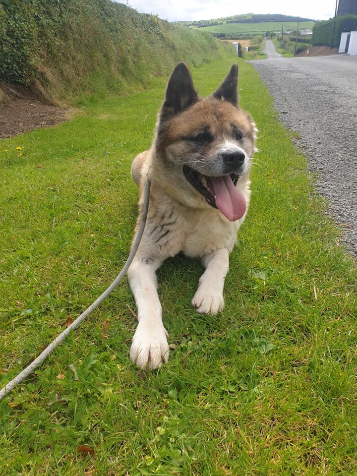 A longterm home for 200 rescued huskies a year