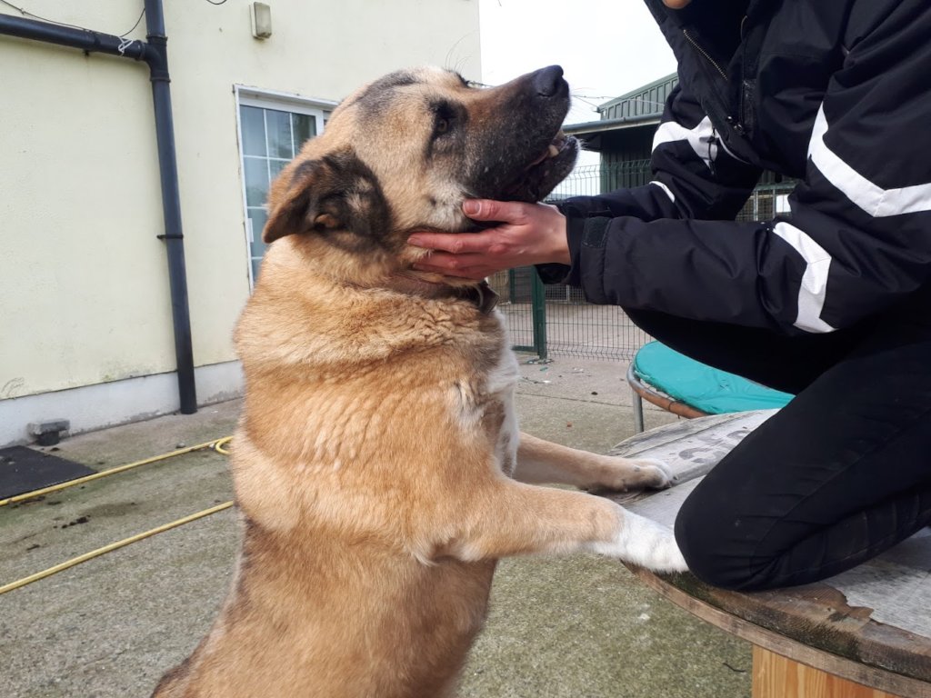 Every dog has a favourite volunteer