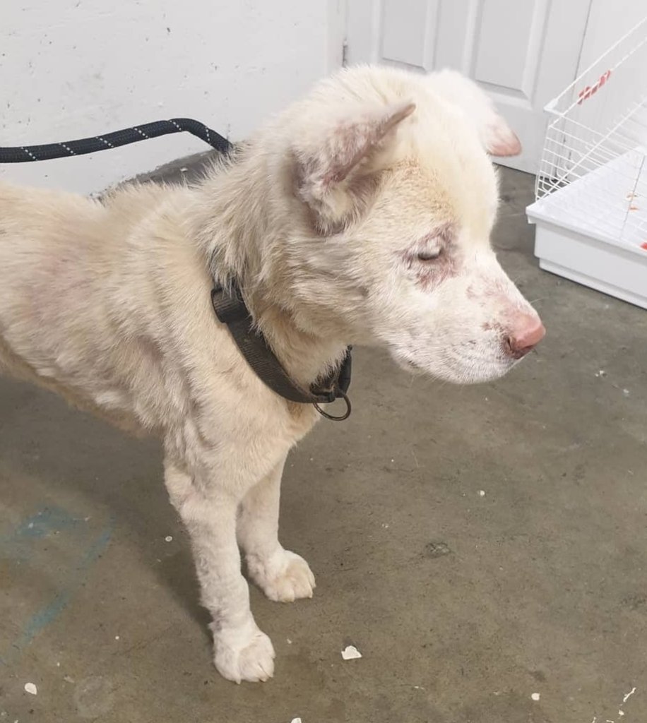 A longterm home for 200 rescued huskies a year