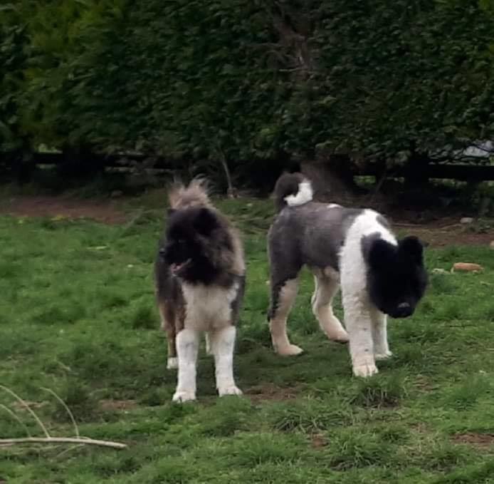 A longterm home for 200 rescued huskies a year
