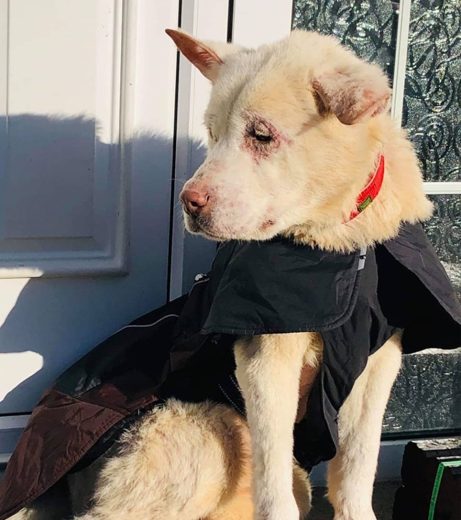 A longterm home for 200 rescued huskies a year