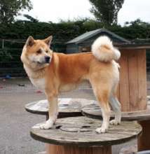 Bear, an akita currently looking for a new home