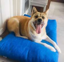 Max, an akita who was recently surrendered to us