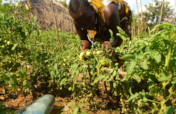 economically empower 125 idle youth in Madi Okollo