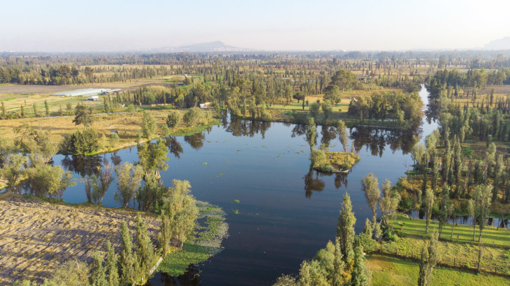 Create a refuge for the Axolotl in Xochimilco