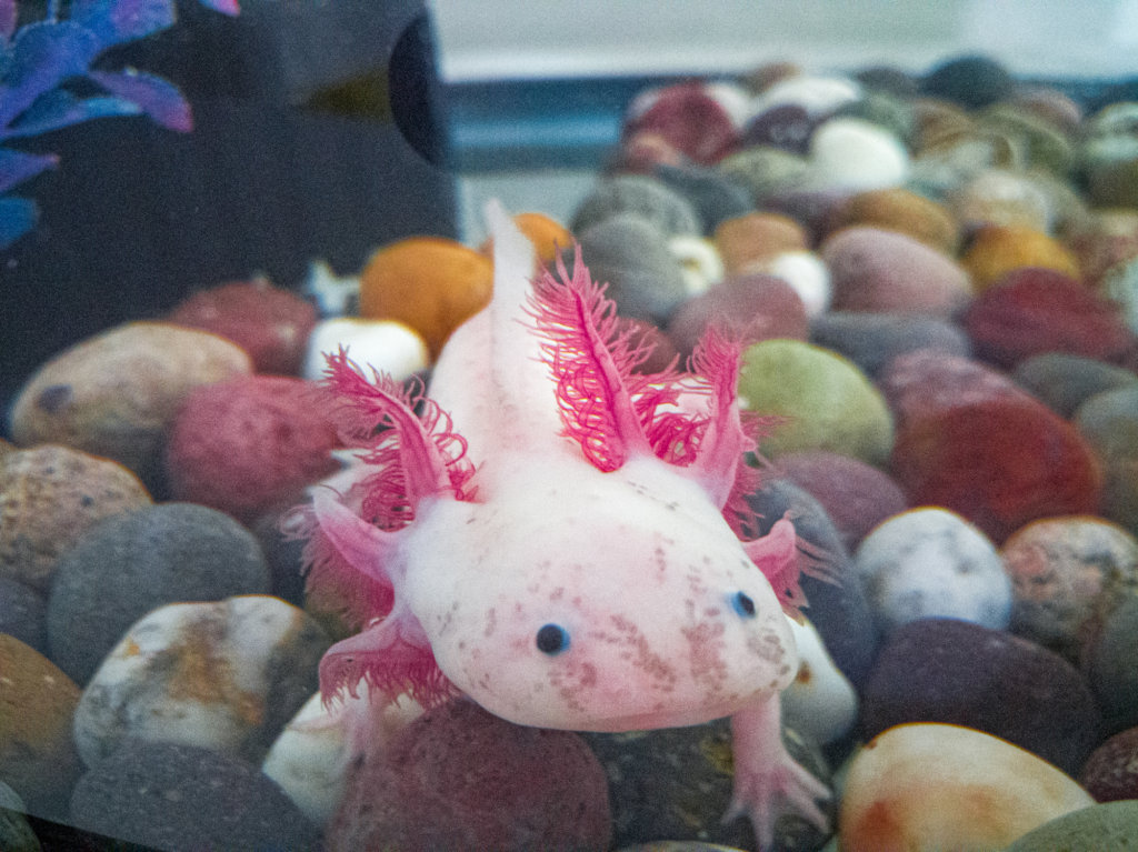 Create a refuge for the Axolotl in Xochimilco