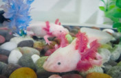 Create a refuge for the Axolotl in Xochimilco