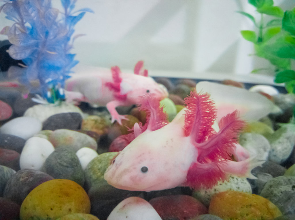 Create a refuge for the Axolotl in Xochimilco