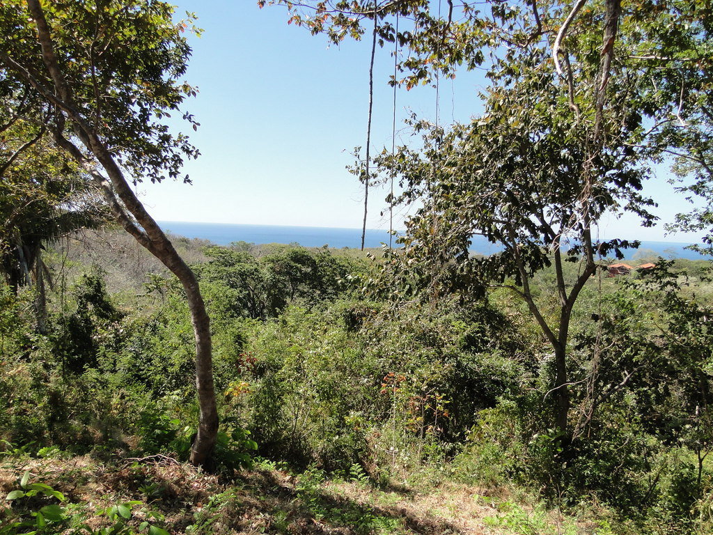 Helping the Olive Ridley Turtles, Costa Rica