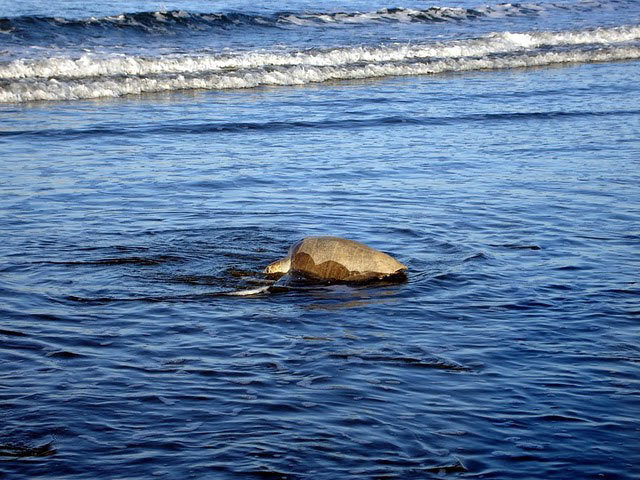 Helping the Olive Ridley Turtles, Costa Rica