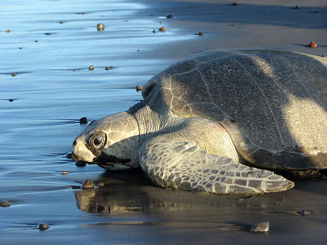 Helping the Olive Ridley Turtles, Costa Rica