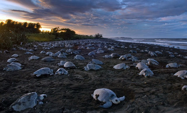 Helping the Olive Ridley Turtles, Costa Rica