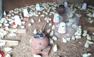 Brooding of Chicken using briquettes