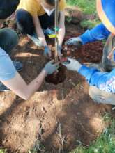 Planting trees in the olive grove food forest