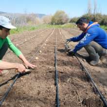 Potato planting time!