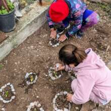 Children planting their seedlings in EcoHub garden