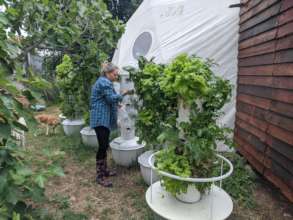Harvesting hydroponic greens for donation