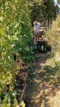 Growing beans