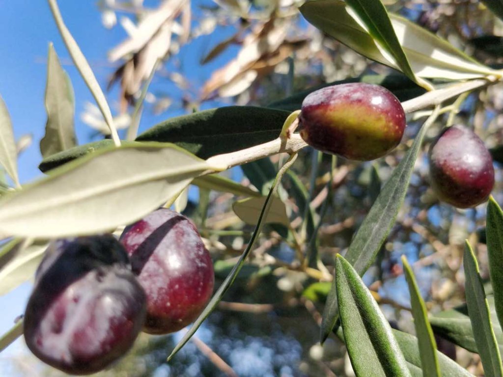 Integration Through Permaculture