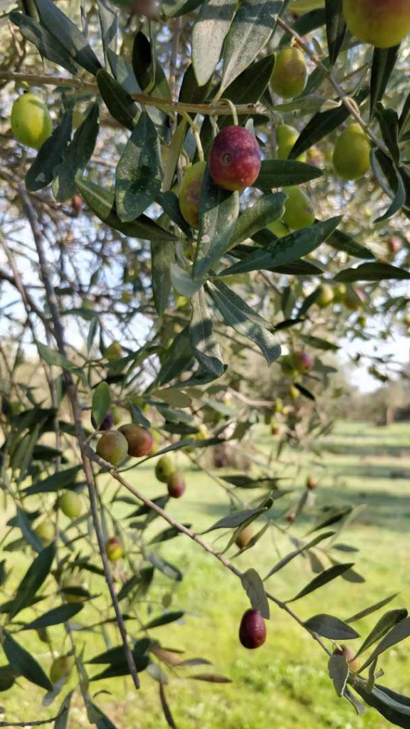 Integration Through Permaculture