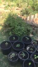 Making seedlings