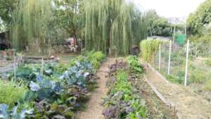 Small part of our winter garden
