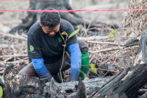 Planting seedlings in the burned area