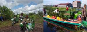 Transportation of seedlings to the reforestation