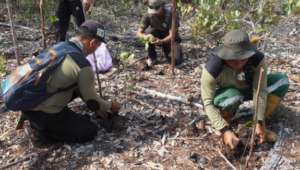 Planting seedlings in the burned area