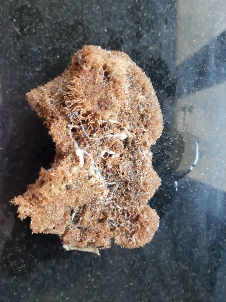 Sustainable Sponge Farming