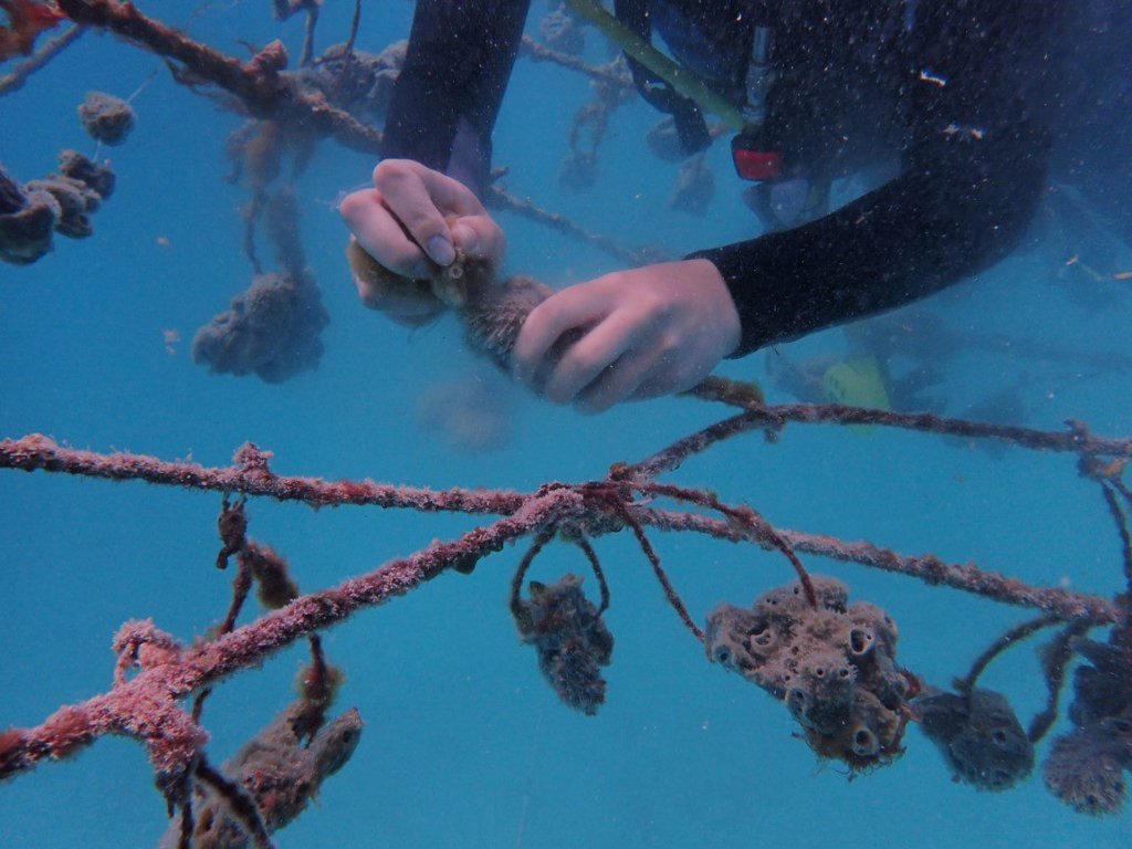 Sustainable Sponge Farming