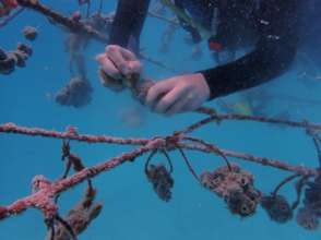 Sponge Farm