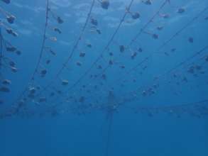 Sponge Farm